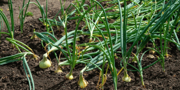 66 Tons of Kazakh Onions Turned Away at Russian Border Over Labeling Issues