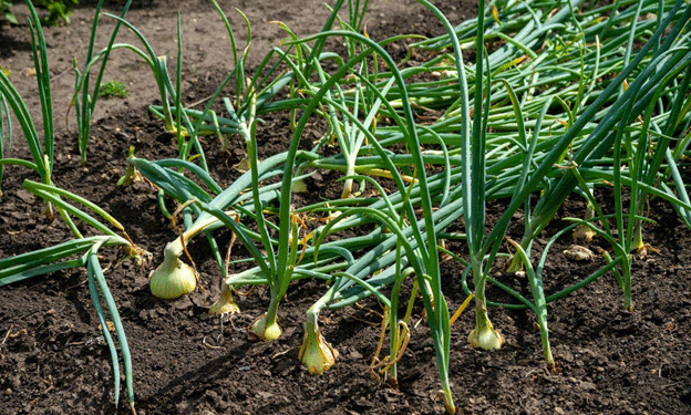 66 Tons of Kazakh Onions Turned Away at Russian Border Over Labeling Issues