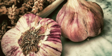 Challenges in Garlic Production: Andalucía Faces 23% Decline in Cultivated Area