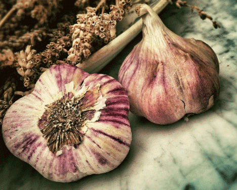 Challenges in Garlic Production: Andalucía Faces 23% Decline in Cultivated Area