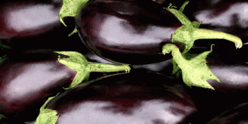 Spanish Eggplants Break Records in the EU Market