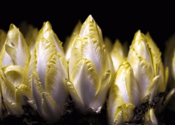 Belgium’s BelOrta Achieves Record Revenue Despite Weather Challenges