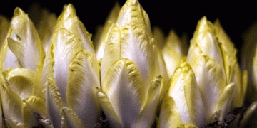 Belgium’s BelOrta Achieves Record Revenue Despite Weather Challenges