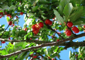 Chile’s Cherry Harvest: A Promising Season Begins in Los Ríos