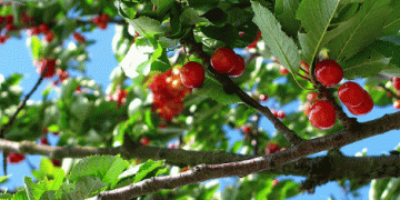 Chile’s Cherry Harvest: A Promising Season Begins in Los Ríos