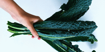 Swiss Farmers Revive Palm Kale: The Superfood with a Rich History and Bright Future