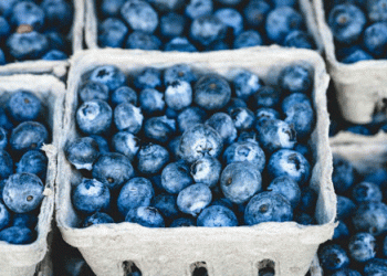 Peru’s Blueberry Boom: A 4.1% Increase in Exports for the 2024/25 Season