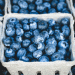 Peru’s Blueberry Boom: A 4.1% Increase in Exports for the 2024/25 Season