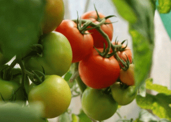 Get Ready to Learn from the Best: Meet the Experts at the 2025 Vegetable Expo