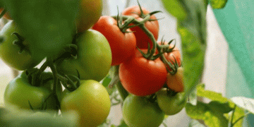 Get Ready to Learn from the Best: Meet the Experts at the 2025 Vegetable Expo