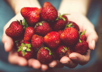 Coöperatie Hoogstraten Achieves 20% Revenue Growth Despite Challenging Market Conditions