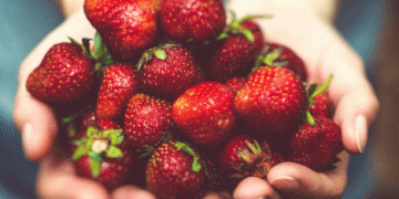 Coöperatie Hoogstraten Achieves 20% Revenue Growth Despite Challenging Market Conditions