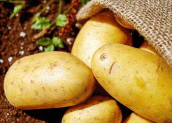 Rising Interest in Potato Cultivation: A Positive Trend Amidst Supply Challenges in 2025