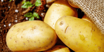 Rising Interest in Potato Cultivation: A Positive Trend Amidst Supply Challenges in 2025