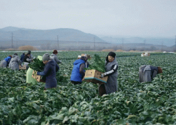 Year-Round Cabbage Harvesting in Dagestan: A Unique Agricultural Achievement