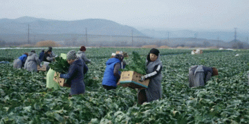 Year-Round Cabbage Harvesting in Dagestan: A Unique Agricultural Achievement