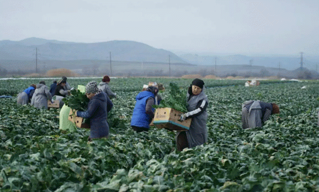 Year-Round Cabbage Harvesting in Dagestan: A Unique Agricultural Achievement