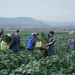 Year-Round Cabbage Harvesting in Dagestan: A Unique Agricultural Achievement