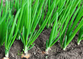 Boosting Onion Exports: How RCEP is Opening Doors for Qinghai’s Agricultural Trade