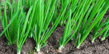 Boosting Onion Exports: How RCEP is Opening Doors for Qinghai’s Agricultural Trade