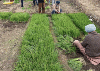 Malerkotla District Leads the Way in Onion Sapling Production Amid Global Shortage