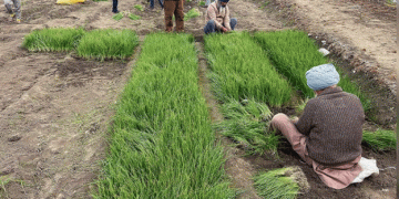 Malerkotla District Leads the Way in Onion Sapling Production Amid Global Shortage