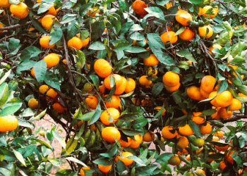 Declining Mandarin Cultivation in Spain: Trends, Challenges, and Emerging Opportunities