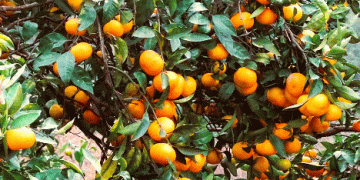 Declining Mandarin Cultivation in Spain: Trends, Challenges, and Emerging Opportunities