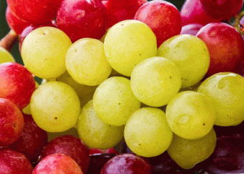 Peru Pioneers Cool-Ship Grape Exports Amid Global Shipping Shortages