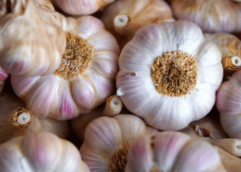 Spanish Garlic Prices Surge by 21.6% Amidst Production Challenges; Onion Prices Stabilize