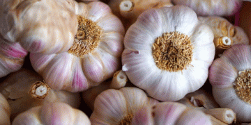 Spanish Garlic Prices Surge by 21.6% Amidst Production Challenges; Onion Prices Stabilize