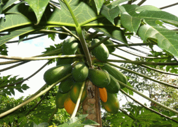 Peruvian Papaya Exports Surge by Nearly 27% in 2024Peruvian Papaya Exports Surge by Nearly 27% in 2024