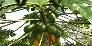 Peruvian Papaya Exports Surge by Nearly 27% in 2024Peruvian Papaya Exports Surge by Nearly 27% in 2024