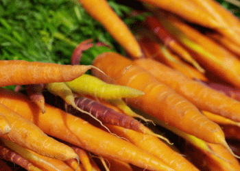 Winter Temperatures Enhance Stability in Austria’s Carrot Market