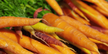 Winter Temperatures Enhance Stability in Austria’s Carrot Market