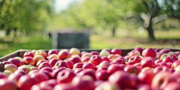 Southern Hemisphere Apple Production to Rise by 5.5% in 2025