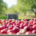 Southern Hemisphere Apple Production to Rise by 5.5% in 2025