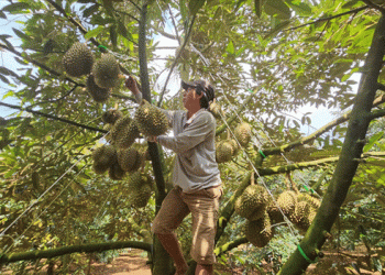 Đắk Lắk Accelerates Measures to Comply with China’s New Durian Import Regulations