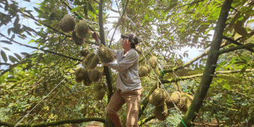 Đắk Lắk Accelerates Measures to Comply with China’s New Durian Import Regulations