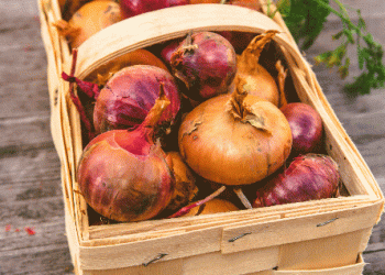 Austrian Onion Market Faces Export Challenges Amid Dutch Competition