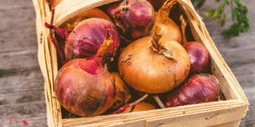 Austrian Onion Market Faces Export Challenges Amid Dutch Competition