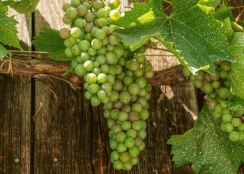 Peruvian Table Grape Exports Surpass Expectations Amidst Climatic Challenges