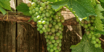 Peruvian Table Grape Exports Surpass Expectations Amidst Climatic Challenges