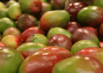 Unlocking Brazil’s Full Potential in Fruit Exports