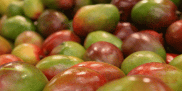 Unlocking Brazil’s Full Potential in Fruit Exports