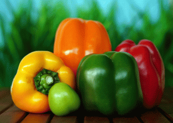 Comparative Analysis of Bell Pepper Producer Prices in Spain, the Netherlands, Morocco, and Turkey