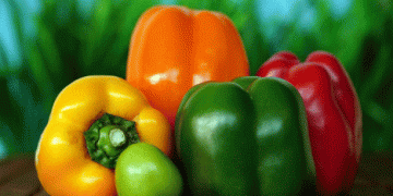 Comparative Analysis of Bell Pepper Producer Prices in Spain, the Netherlands, Morocco, and Turkey