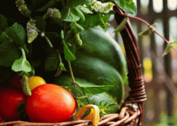 Tyrol Invests €66,000 to Enhance Advisory Services for Organic Farmers