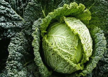 Savoy Cabbage: A Nutritious and Versatile Staple in Swiss Agriculture