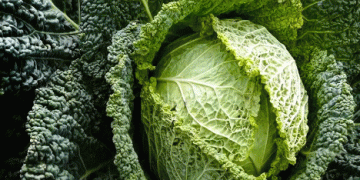 Savoy Cabbage: A Nutritious and Versatile Staple in Swiss Agriculture